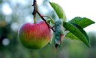 Apple on branch